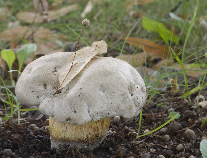 Boletus radicans